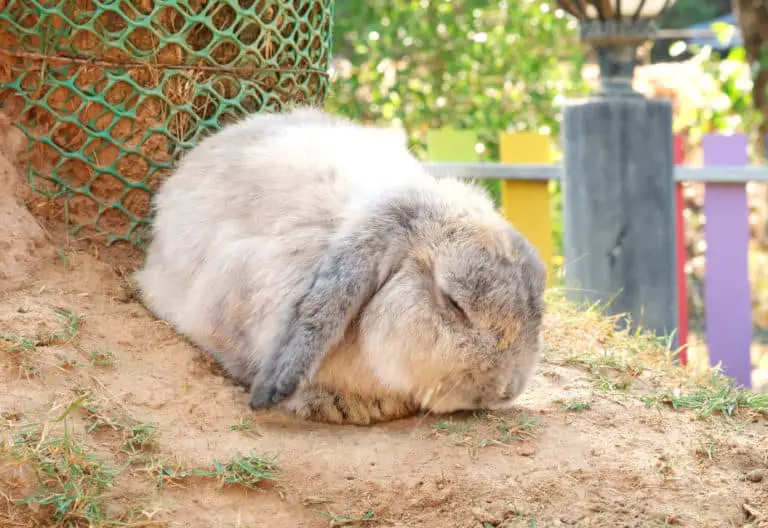 Can Pet Rabbits Eat Celery? - SimplyRabbits - Rabbit care