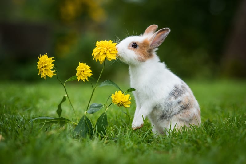 Can Pet Rabbits Live Outside? - SimplyRabbits - Rabbit care