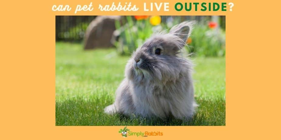 can bunnies go outside like dogs