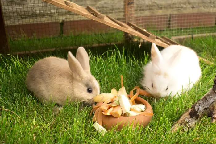 Are Carrots good for Pet Rabbits? - SimplyRabbits - Rabbit care