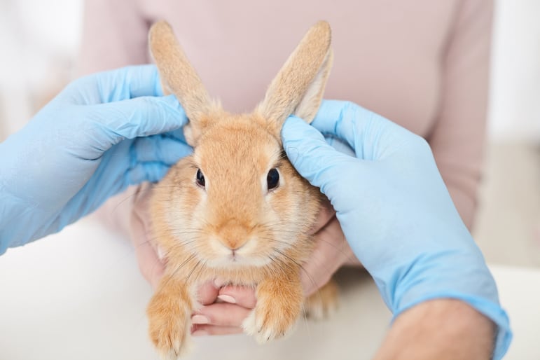 Does My Rabbit Have Fleas? SimplyRabbits Rabbit care