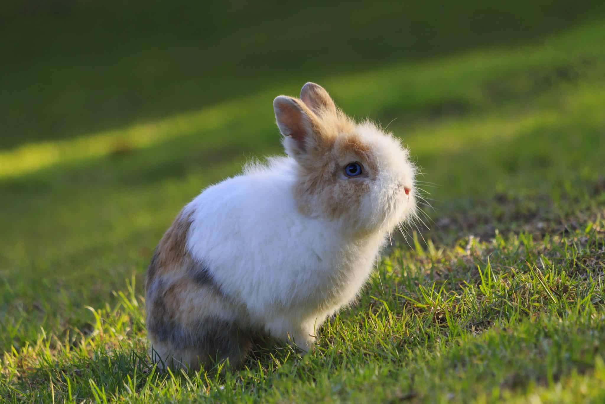 Which Rabbits Live The Longest - SimplyRabbits - Rabbit care
