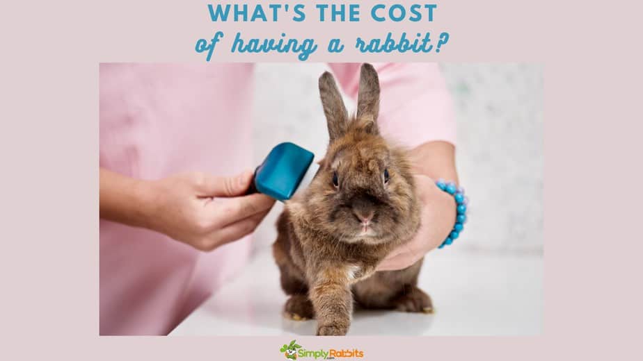 bunny cost