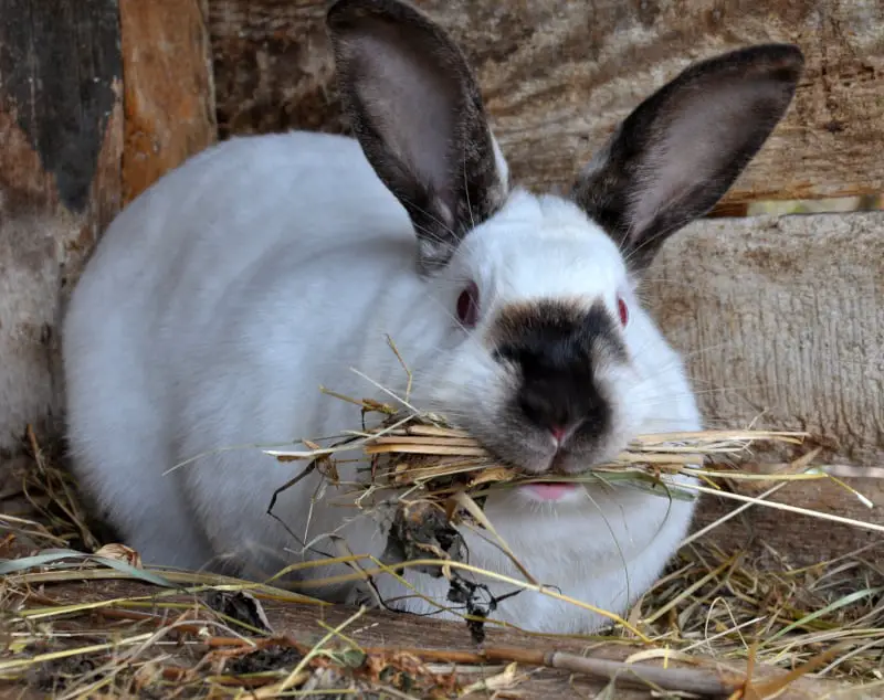 What's the gestation period of a rabbit? - SimplyRabbits - Rabbit care