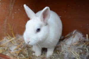 What's the gestation period of a rabbit? - SimplyRabbits - Rabbit care