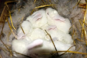 What's the gestation period of a rabbit? - SimplyRabbits - Rabbit care