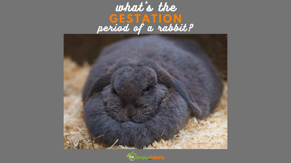 What's the gestation period of a rabbit? - SimplyRabbits - Rabbit care