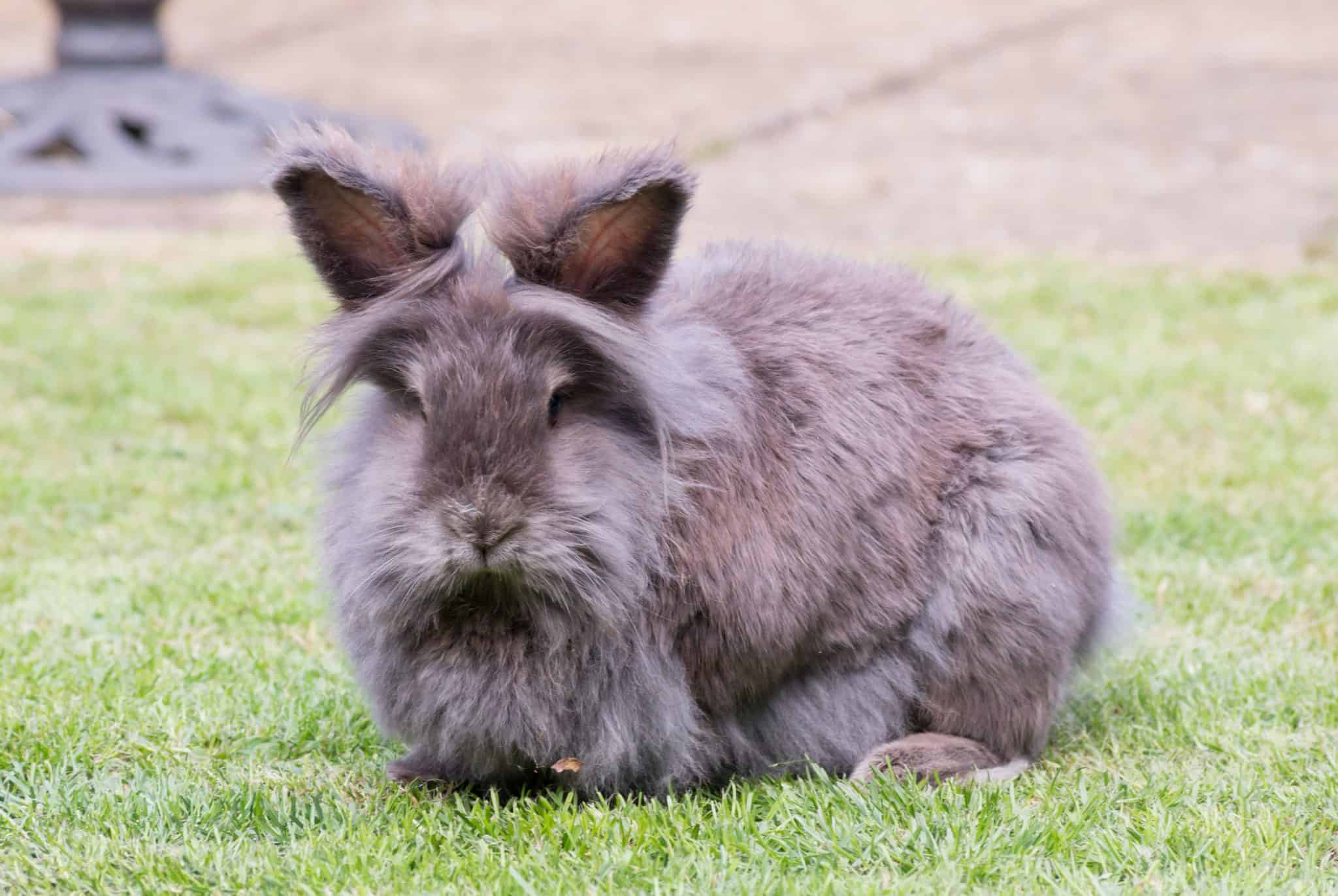 Which Rabbits Live The Longest - SimplyRabbits - Rabbit care