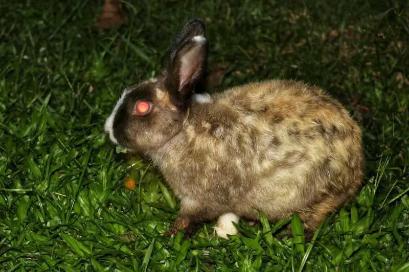 Are Rabbits Nocturnal? - SimplyRabbits - Rabbit care