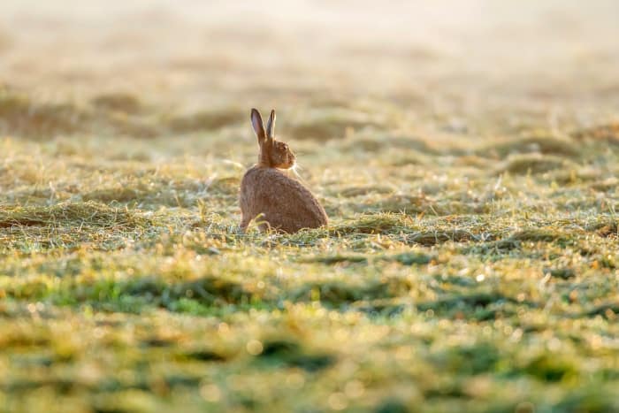 Are Rabbits Nocturnal? - SimplyRabbits - Rabbit care