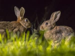 are rabbits nocturnal diurnal or crepuscular