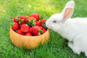 rabbits strawberries coniglio rossa matura assaggia mangia voluminoso seduto fragola pelliccia lanuginoso erba fruits