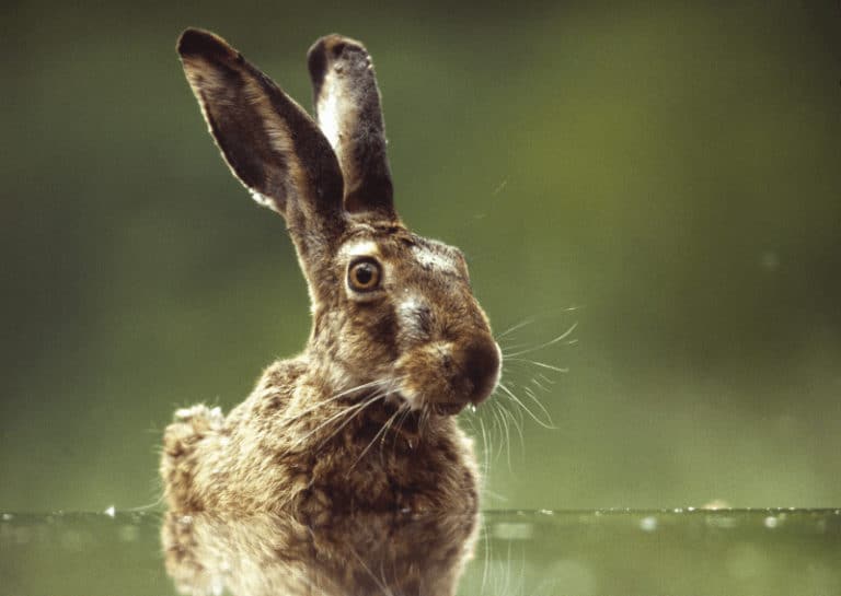 Can Rabbits Swim SimplyRabbits Rabbit Care