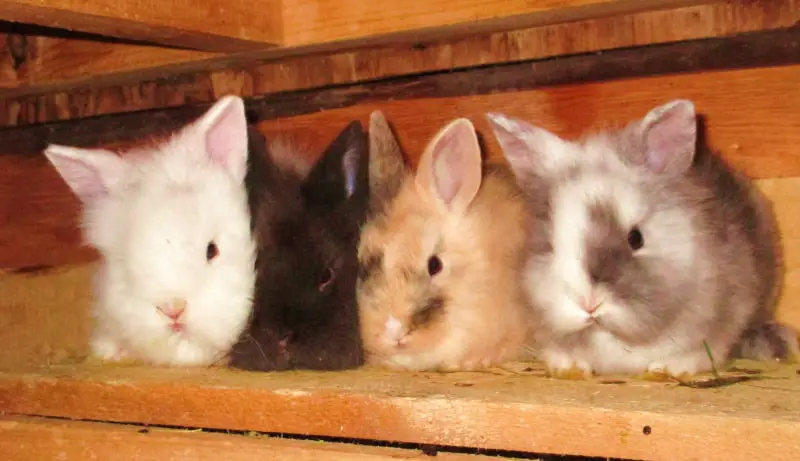 How many babies can rabbits have? - SimplyRabbits - Rabbit care