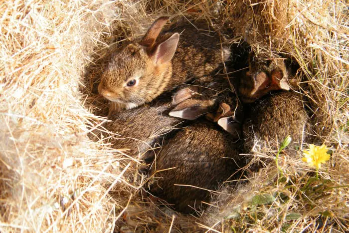 How many babies can rabbits have? - SimplyRabbits - Rabbit care