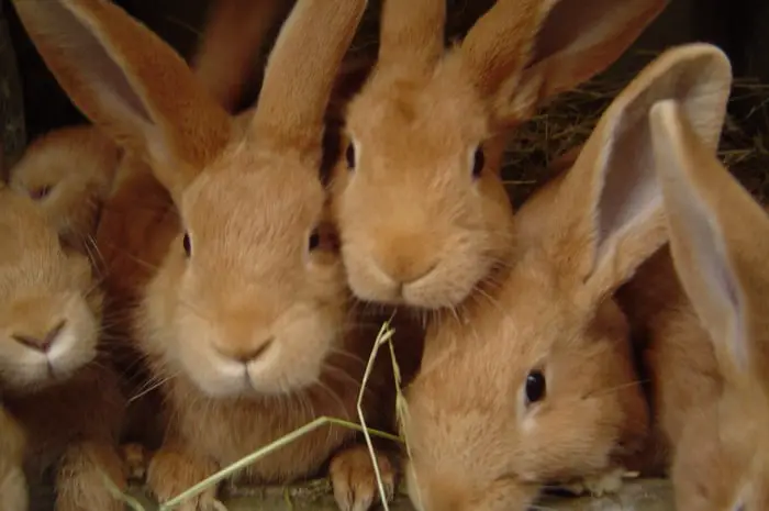 How Many Babies Can Rabbits Have SimplyRabbits Rabbit Care