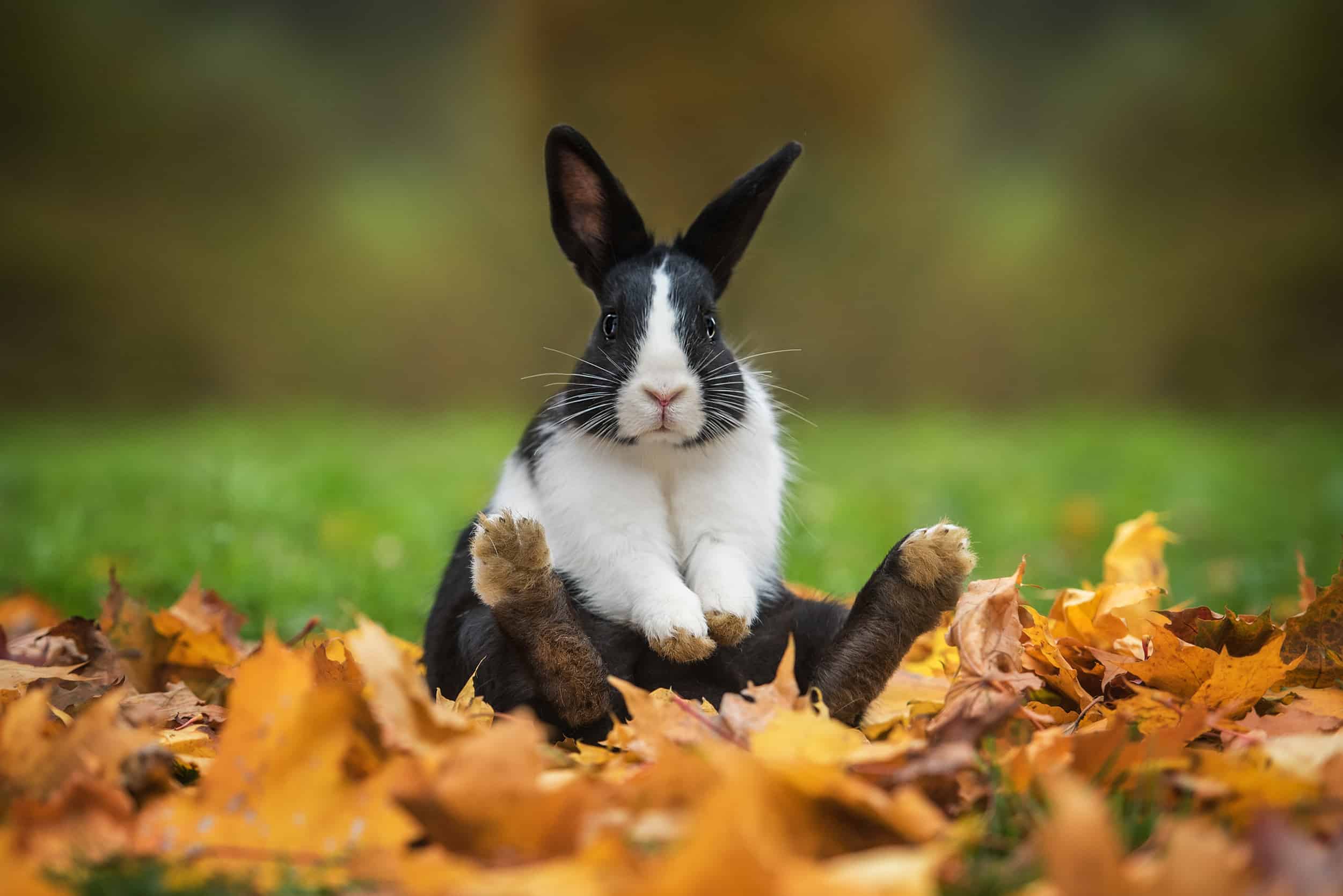 The Best Toys for Your Pet Rabbit - SimplyRabbits - Rabbit care