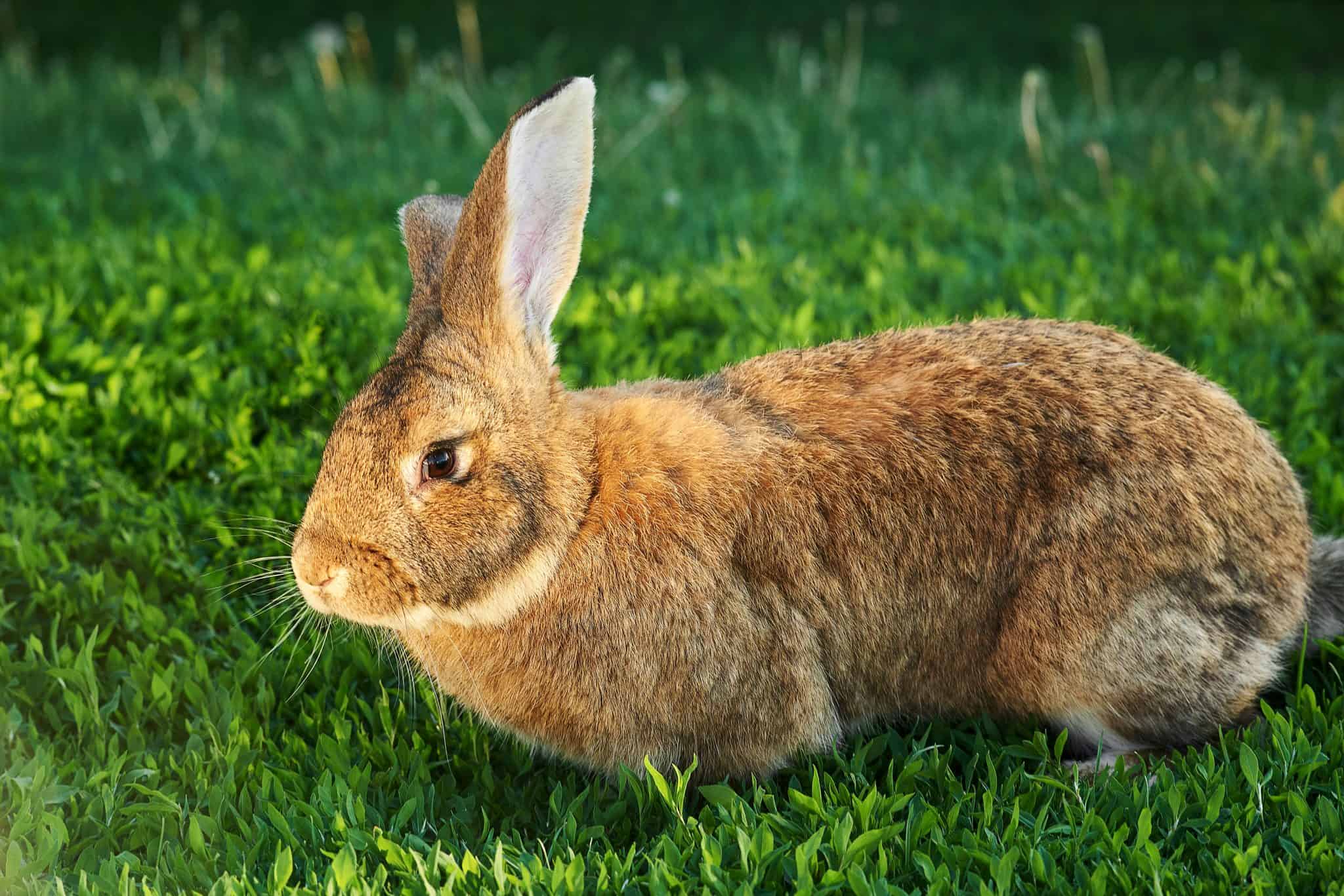 What Breeds Are Best As Pet Rabbits? - SimplyRabbits - Rabbit care