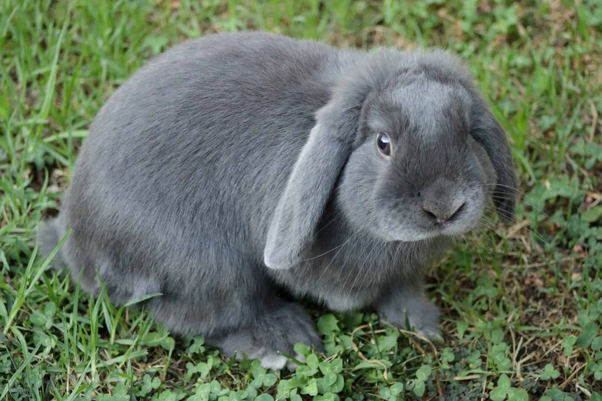 - Discover The Perfect Pet: Rabbits For Sale In Calgary