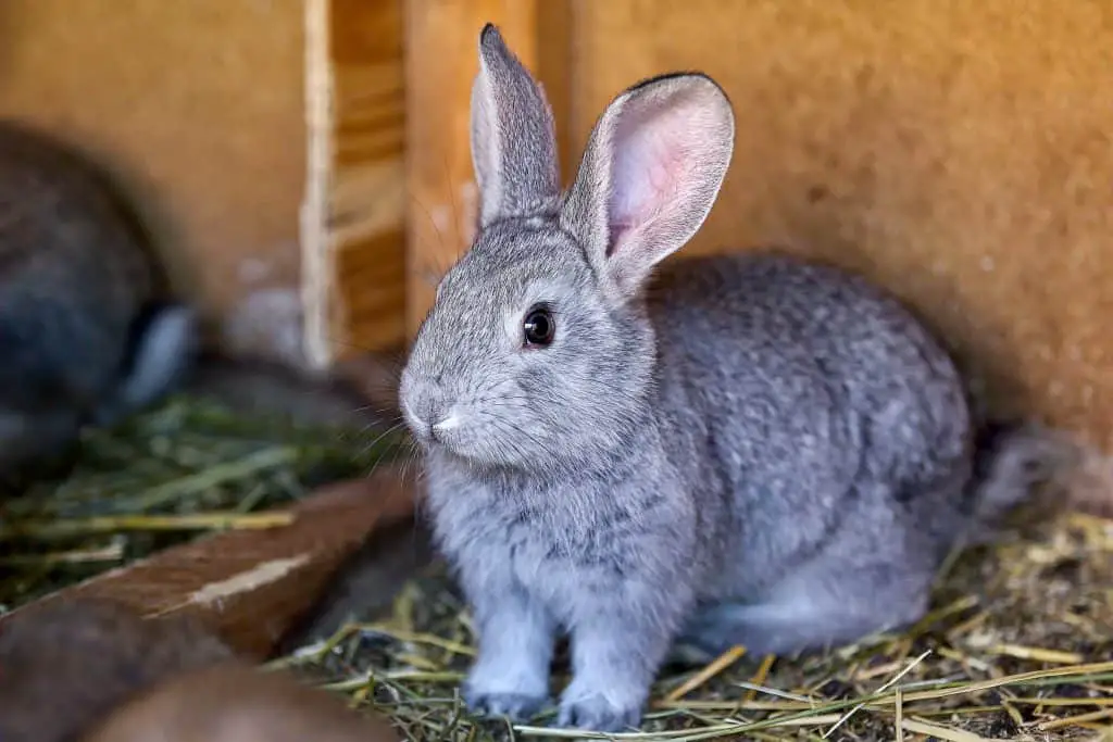 What Breeds Are Best As Pet Rabbits? - SimplyRabbits - Rabbit Care