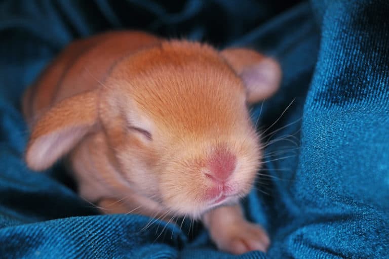 What to feed baby rabbits - SimplyRabbits - Rabbit care