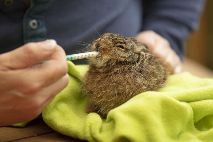 What to feed baby rabbits - SimplyRabbits - Rabbit care