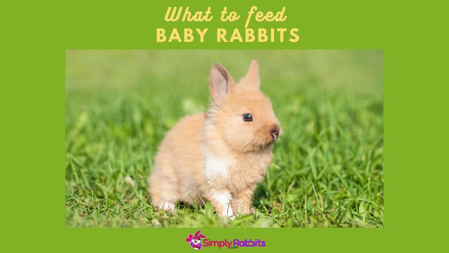 What to feed baby rabbits SimplyRabbits Rabbit care