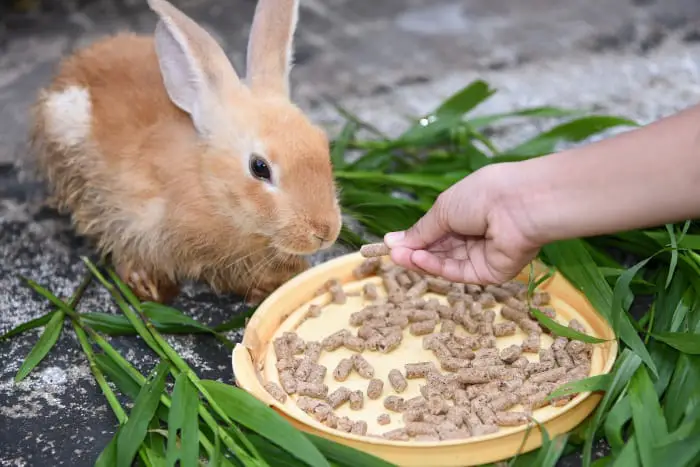 What to feed baby rabbits - SimplyRabbits - Rabbit care