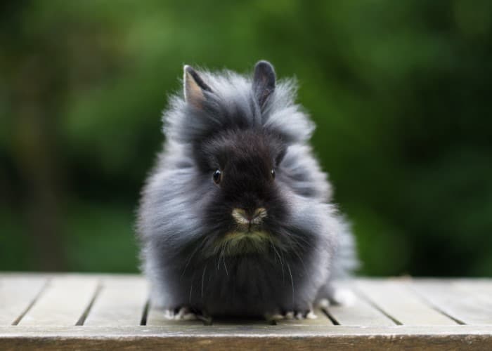 How to Care for Lionhead Rabbits - SimplyRabbits - Rabbit care