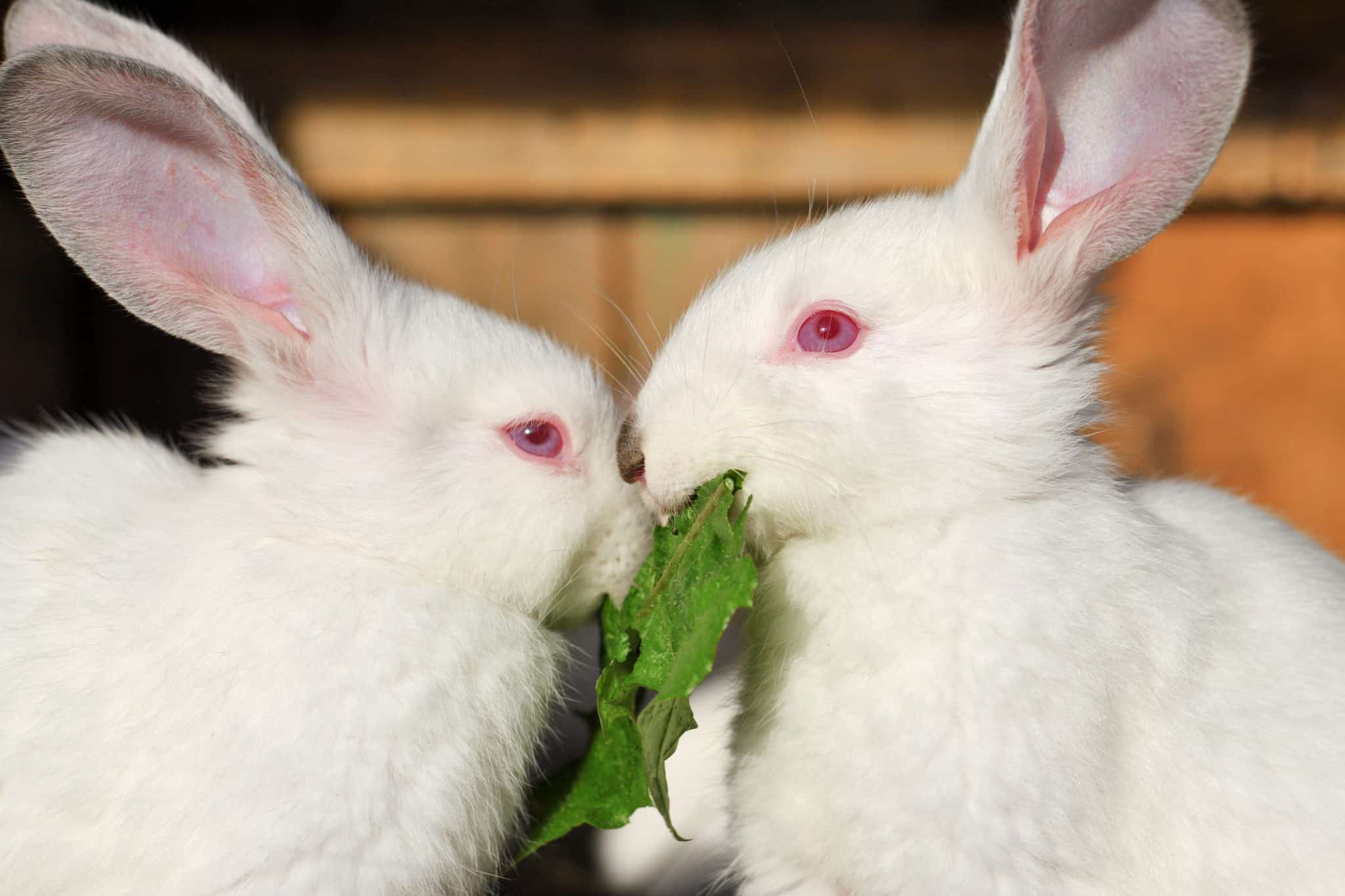 Why Some Rabbits Have Red Eyes? - SimplyRabbits - Rabbit care