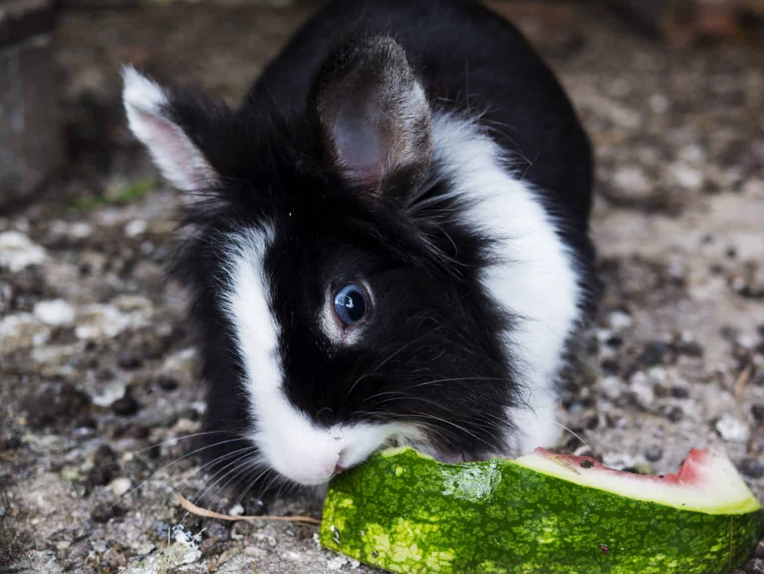 Can Rabbits Eat Watermelon? SimplyRabbits Rabbit care