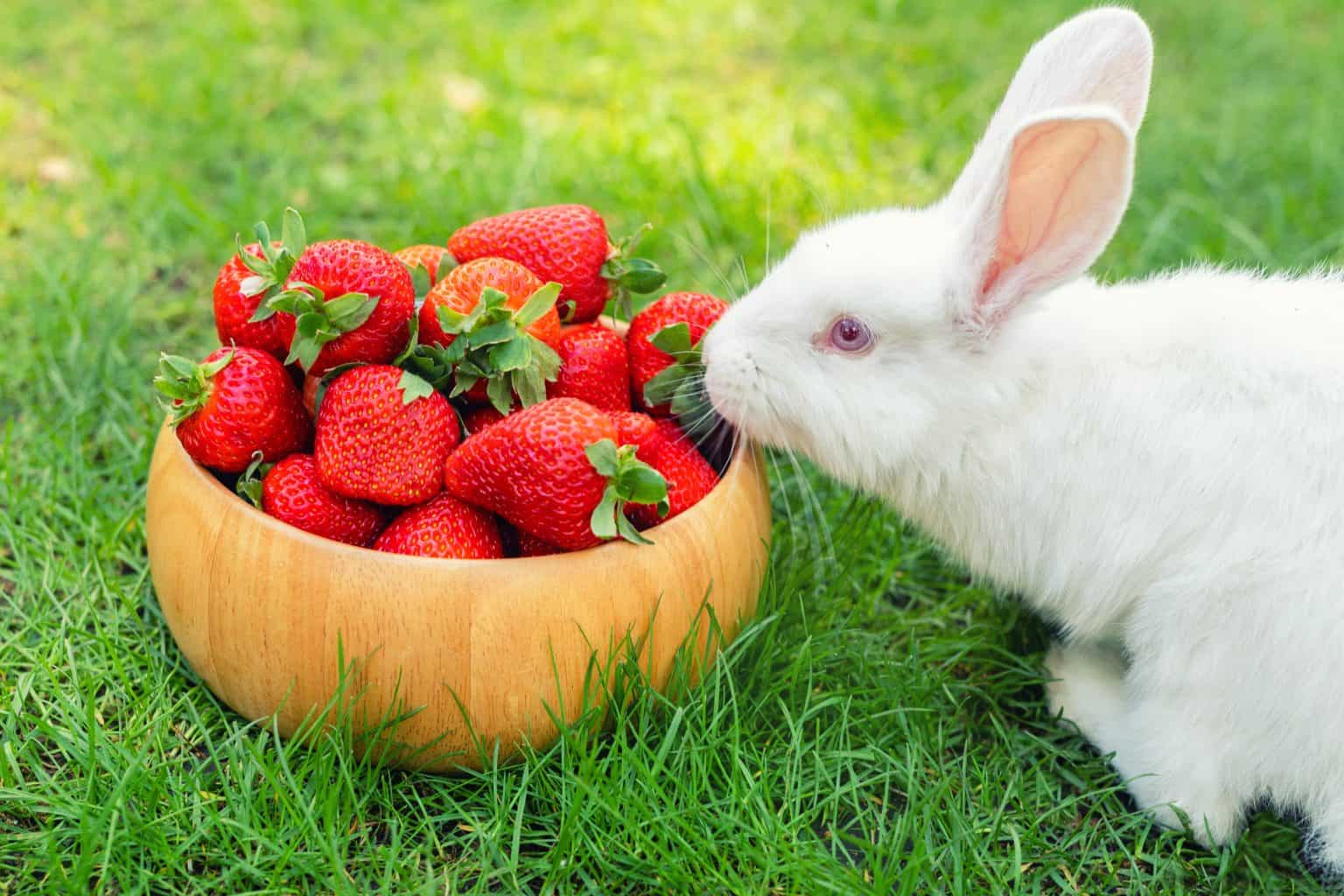 Can Rabbits Eat Watermelon? - SimplyRabbits - Rabbit care