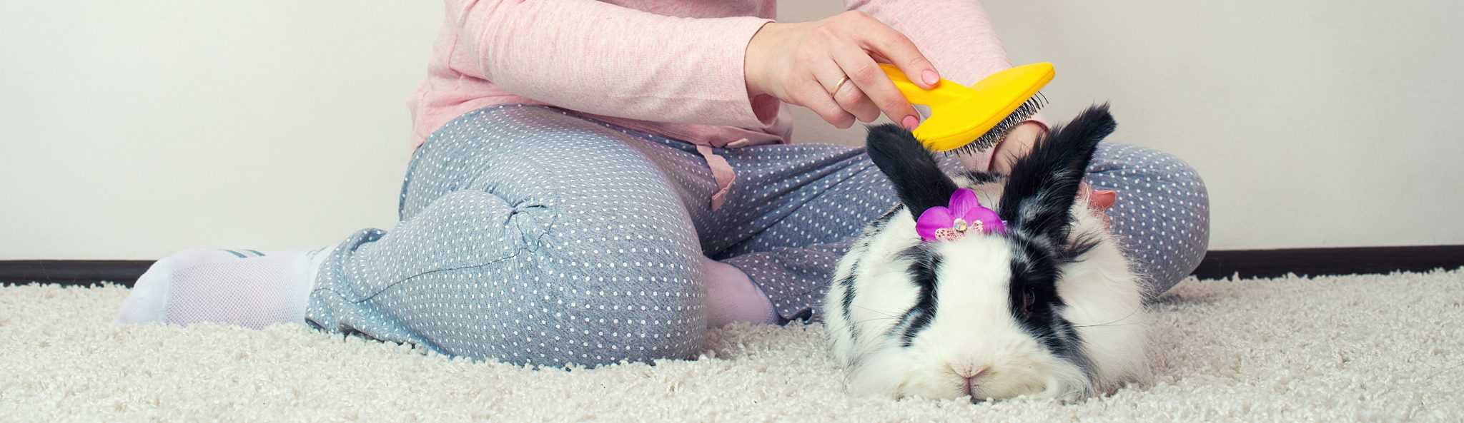 How to Clean Your Pet Rabbit SimplyRabbits Rabbit care