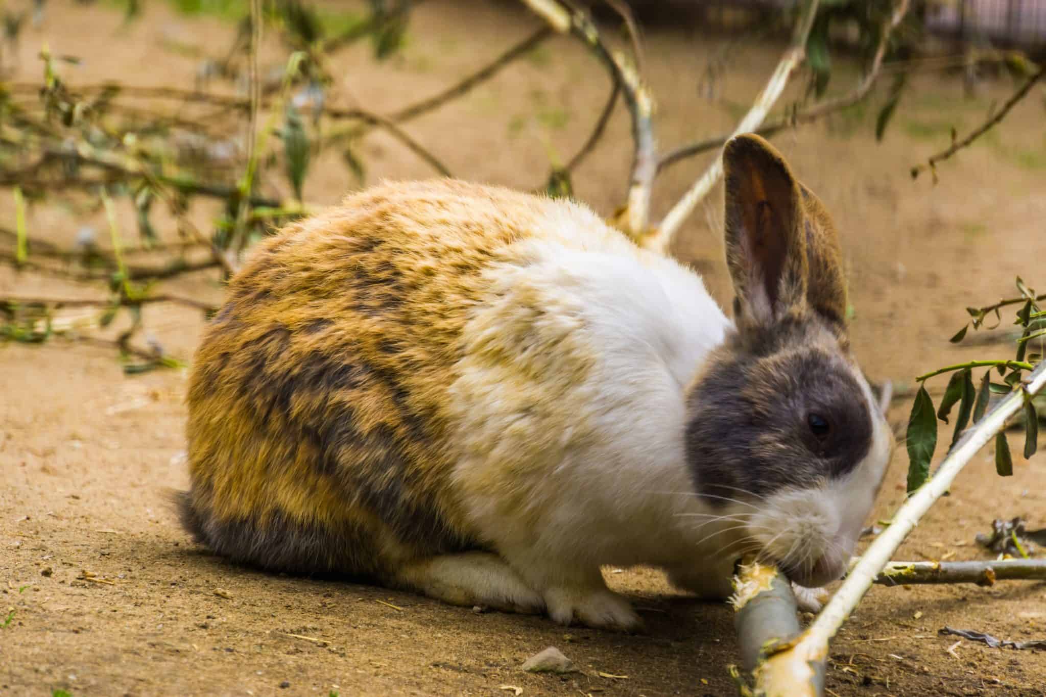 are-rabbits-rodents-simplyrabbits-rabbit-care