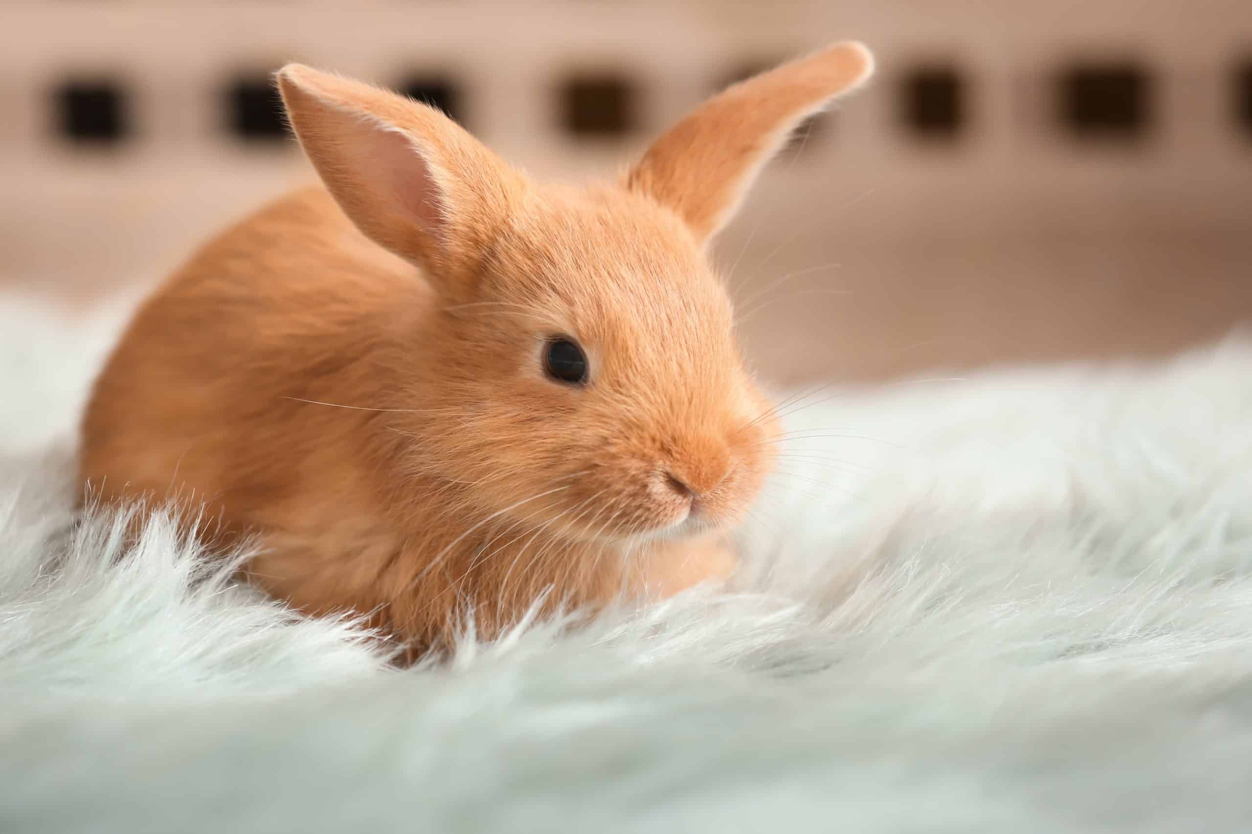 best-bedding-for-rabbits-simplyrabbits-rabbit-care