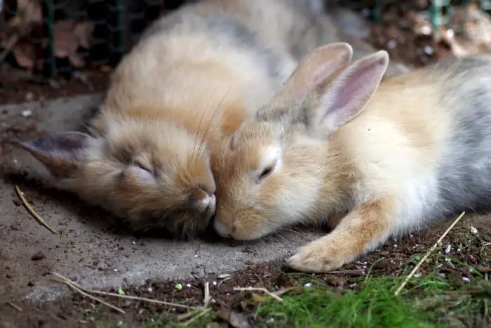  Comment savoir si votre lapin est triste ou déprimé 03