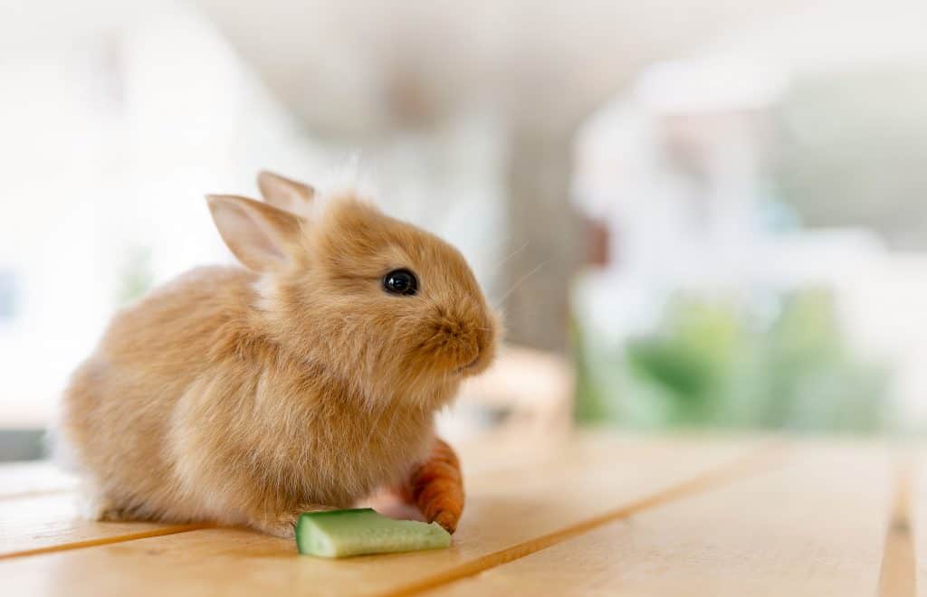 can-rabbits-eat-cucumber-simplyrabbits-rabbit-care