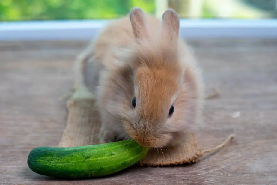 Can Rabbits Eat Blackberries? SimplyRabbits Rabbit care