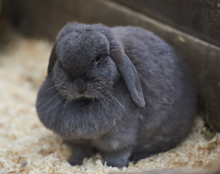 Why Do Rabbits Have a Dewlap - SimplyRabbits - Rabbit care