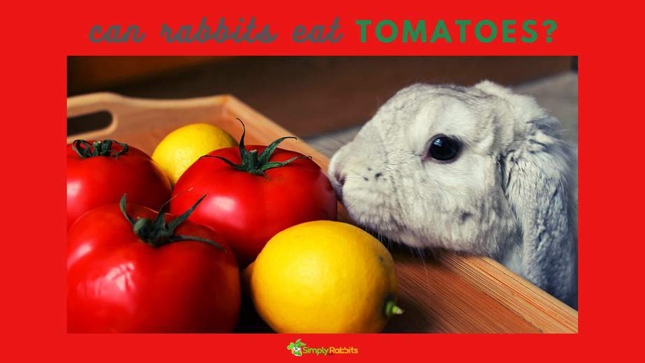 can-rabbits-eat-tomatoes-simplyrabbits-rabbit-care