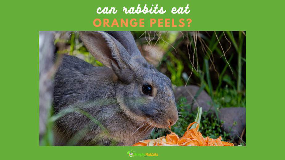 Can rabbits eat orange peels? SimplyRabbits Rabbit care