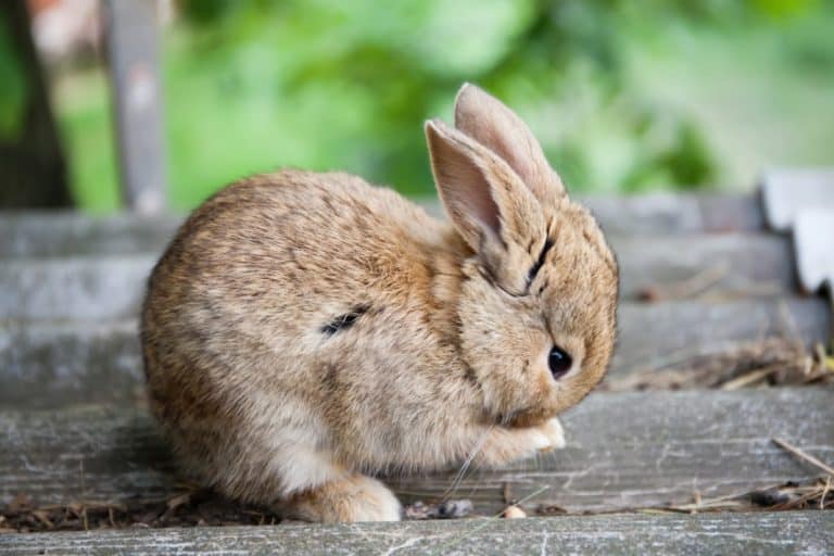 Do Rabbits Have Paw Pads? - SimplyRabbits - Rabbit care