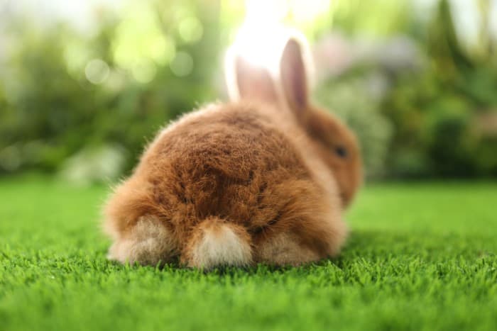 Why Rabbits Have Short Tails? - SimplyRabbits - Rabbit care