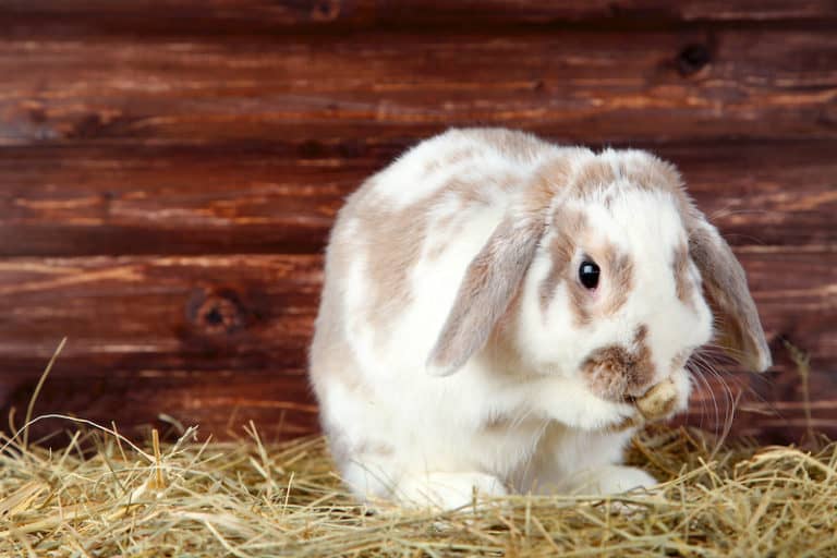 Will Rabbits Eat Rat Poison? - SimplyRabbits - Rabbit care